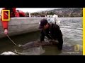 Sturgeon Biology and Conservation