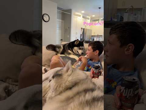 Watching Movies With #Huskies Be Like…