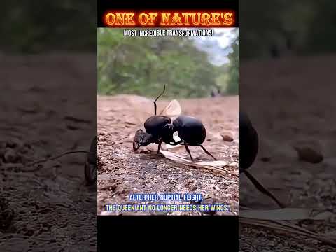 🌿 One of Nature’s Most Incredible Transformations! #wildlife