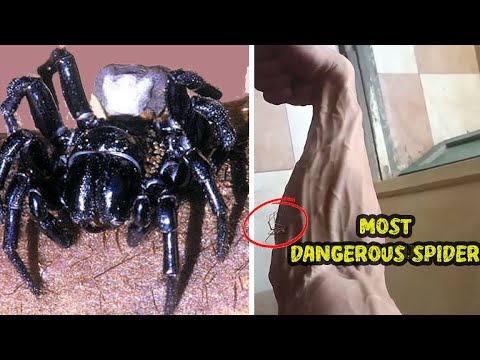 No One Was Ready for the World’s Most Dangerous Spider