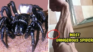 No One Was Ready for the World’s Most Dangerous Spider