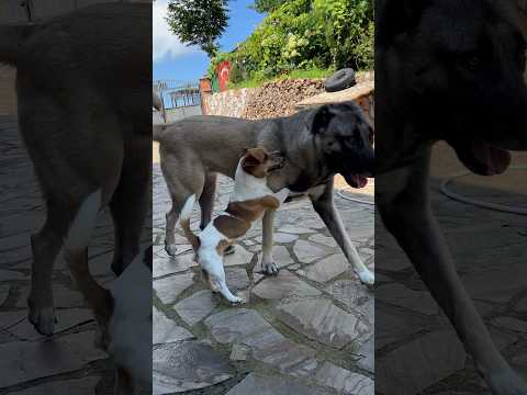 Kangalı ikna etti :)