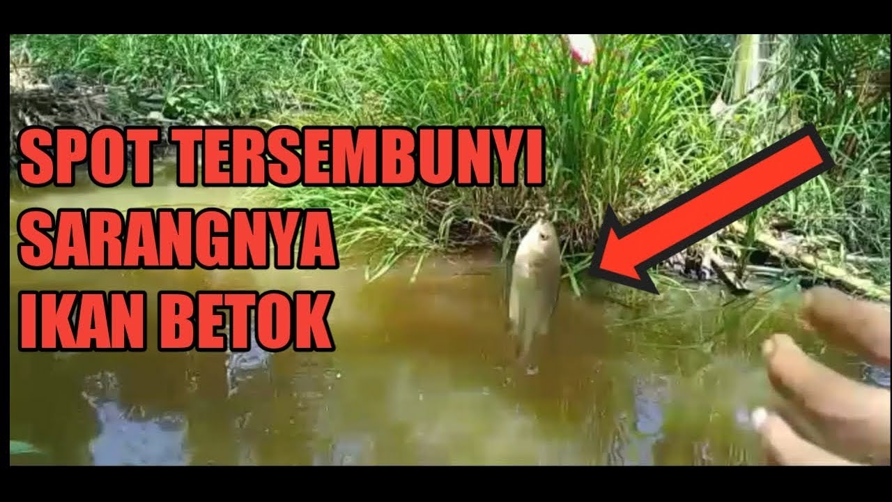 Download thumbnail for NEMU SEPOT IKAN BETIK YANG BELUM DI 