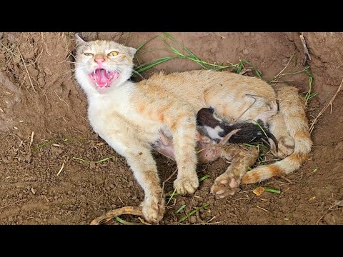 Kittens born in mud, the stray mother cat is not letting anyone approach them.