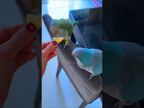 🦜 One Bite Challenge: Barsha & Suvarna Style! #shorts #birds