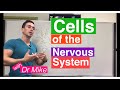 Nervous System Cell Types and Functions