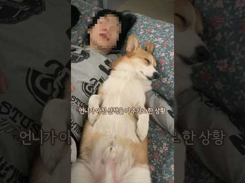 산책 vs 아침잠 강아지의 선택은?