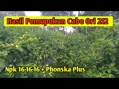 Hasil pemupukan cabe ori 212 dengan npk 16-16-16 + phonska plus