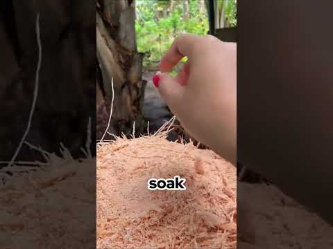 Palm Tree to Pancake: The Incredible Journey of Sago Flour丨AmazingNotes