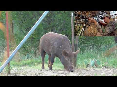 Winchester Lever Action 30 30 Puts A Big Hog Down! slow motion bullet impact