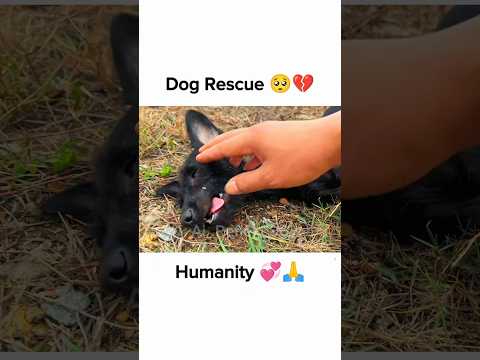🥺💔Humanity is still alive in this world🙏🥵💯 #shorts #dog #straydog #doglife #emotional #sad