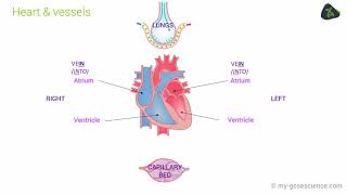 The Circulatory System | Biology