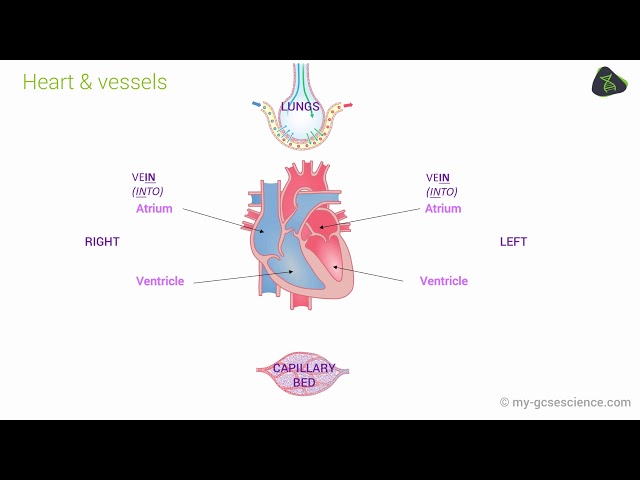 The Circulatory System | Biology
