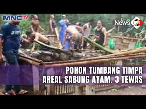 Angin Kencang di Jembarana, Jalan Nasional Tetutup Pohon Tumbang | LIS | 10/02