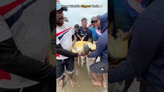 Rescue mission: Turtle Safely released back into the ocean 🥹