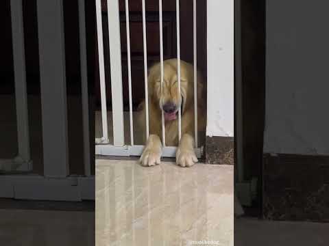 Golden just woke up… with attitude 😤#dog #doglover #funny #funnyvideos #foryou #fypage #fypツ #funny