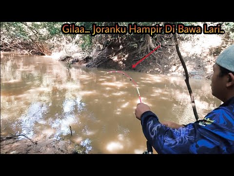 Hampir Kehilangan Joran Pink ini..!! Gak Main" Ganasnya,,Kaget Dengan Ukuran Ikan Ini...