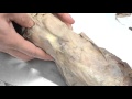 Muscle Anatomy and Functions