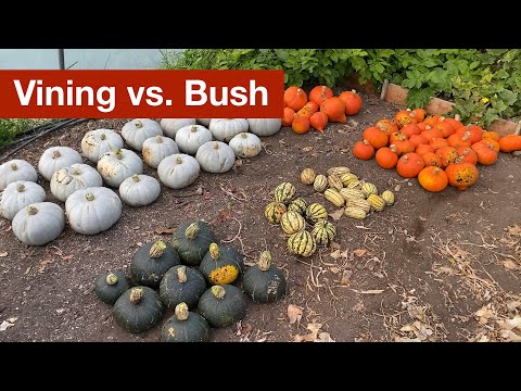 Vining vs Bush Squash