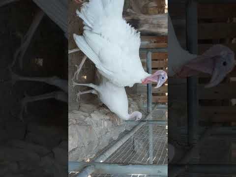 Al Wakrah Mini Zoo Part 2
