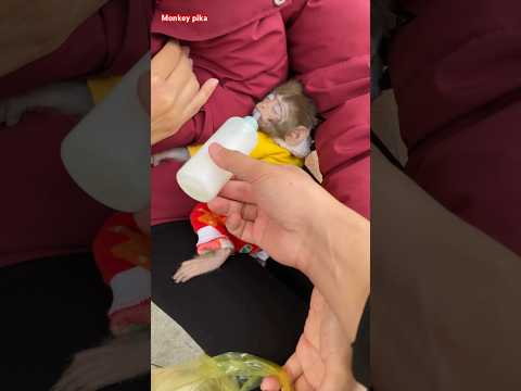 #monkey #cutebaby #animals #memes #trendingshorts #animal #monkeybaby #babycute #socute #funny
