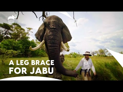 Will a Custom Leg Brace Help a Majestic Elephant To Walk Again? | Dodo Heroes | Animal Planet