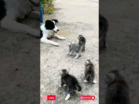 The Funniest Animals Ever! Watch #83 for a Good Laugh! #funnyanimals #pets #shorts