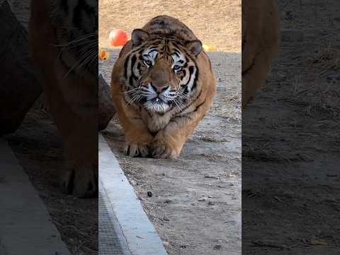 Bioga The Sneaky Tiger 🤧😳