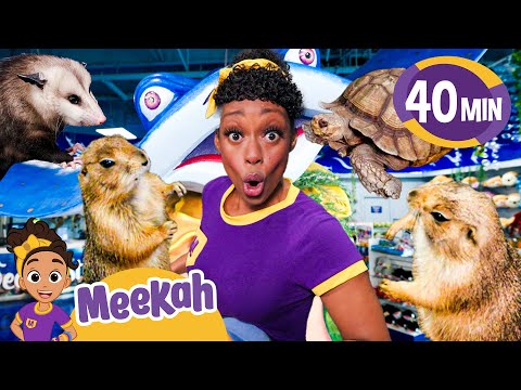 Meekah's Animal Friend Adventure | Blippi | 🚌Wheels on the BUS Songs! | 🚌Nursery Rhymes for Kids