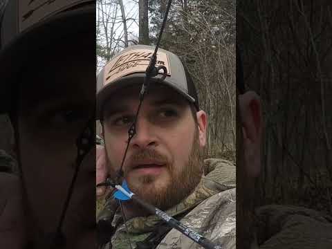 Double lung shot at 30 yards! 🏹      #shorts #archery #hunting #bowhunting #hoghunt #siriusarchery