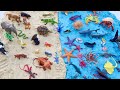Comparing Sea and Land Animals