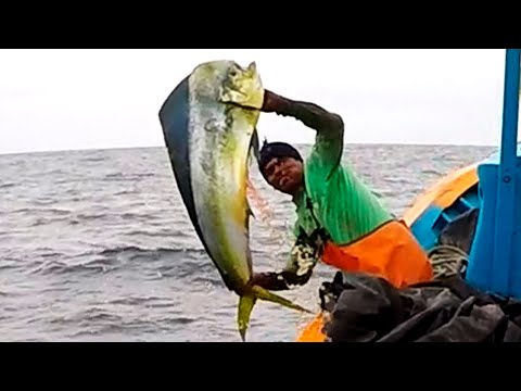 ¡Impresionante Pesca con Anzuelo de Mahi Mahis! Técnicas y Capturas Únicas en Alta Mar