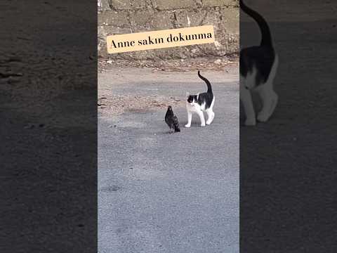 Kedinin merhameti güvercin kedilerle geziyo #cat #cute #cats #tiktok #keşfet #shorts #reels