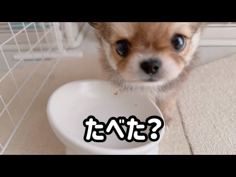 【生後2ヶ月】子犬の早食いを見守る、兄妹犬の優しきパトロール。