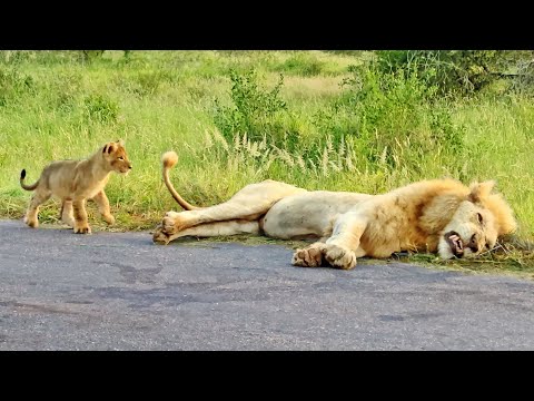 Lion Cub Learns Why You Don't Bite on Dad's Tail