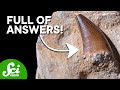 Understanding Fossilized Teeth and Their Significance