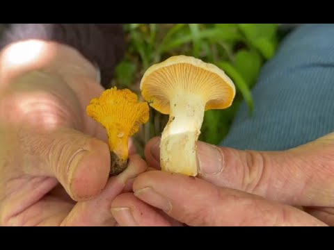 Identifying the Pale Chanterelle, Cantharellus ferruginascens