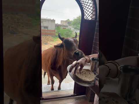 Jai Gau Mata🙏🏻#youtubeshorts #Like subscribe#Sport video#Viral video#gaumata #🙏🏻🙏🏻
