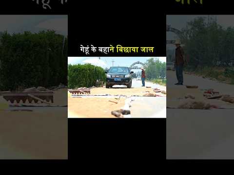 The Police Laid a Trap Using Wheat as Bait #shortvideo