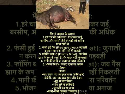 Symptoms of acute Tympani l Bloat l Dr Umar Khan