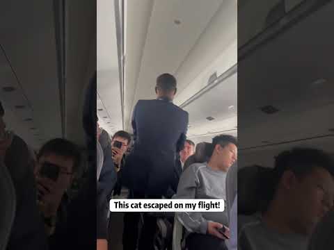 A cat on the plane.#cat#catsoftiktok#catlover#funny #funnyvideos #foryou #fypage #fypツ #funnycat