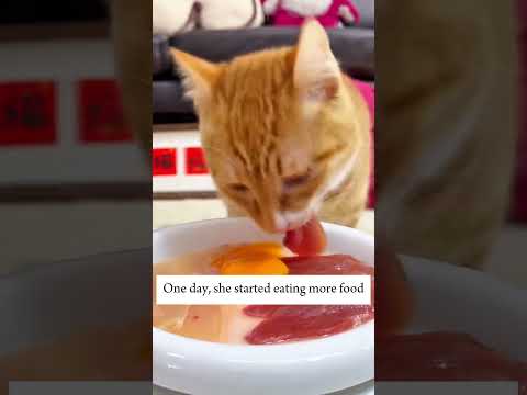 This woman found an abandoned cat during a heavy rainstorm and then... #kitten #rescue