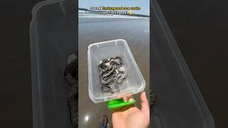 🐍 Saved Endangered Sea Snake From Fishing net 😢