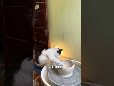 The Cat Surprised its Owner With its Talent 😯❤️