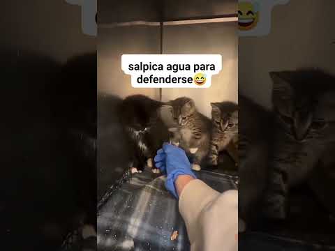 Te ganaste una rosiadita 😾 💖 #memes #shorts #shortvideo #gatos #cat