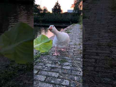 ГОЛОДНЫЙ ГУСЬ #animals #zoo #гусь