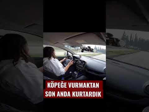 KÖPEĞE VURMAKTAN SON ANDA KURTARDIK