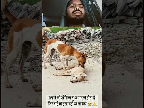 #funny #newमारवाड़ीcomedy #comedy #pvpwowwotlk #animals #shortvideo