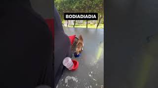 UM RESUMO DOS BREVES 18 MESES EM QUE O LINEU NOS ADOTOU