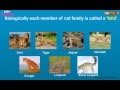 Big Cats Knowledge Assessment